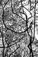 Entwined 13